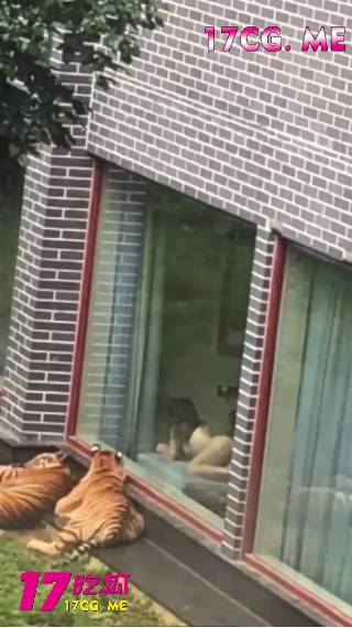 420老虎1.jpg 420老虎1.jpg